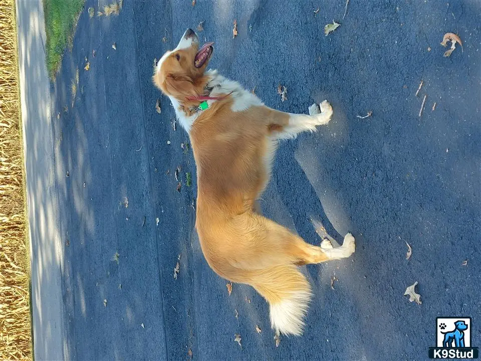 English Shepherd dog